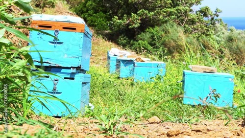 Beehive, bee hive for raw honey production on mountain meadow on Ikaria island, Greece known for longevity of blue zone photo