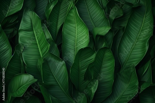 Background green leaves