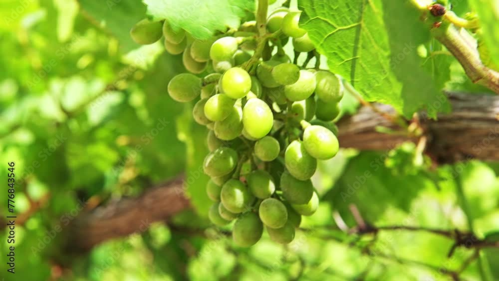 Green grape grapevine at winery vineyard on Ikaria island, Greece macro closeup shaking moving with wind at longevity blue zone Green grape grapevine at winery vineyard on Ikaria island, Greece macro closeup shaking moving with wind at longevity blue zone
