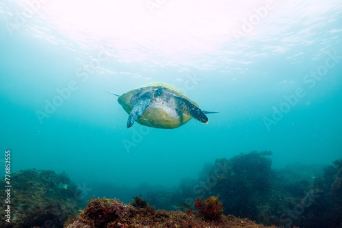息継ぎをするためにゆったり泳ぐ美しく大きなアオウミガメ（ウミガメ科）。

日本国静岡県伊東市、川奈港にて。
2023年6月18日撮影。
水中写真。

Beautiful and large green sea turtle (Chelonia mydas, family Turtles) swimming leisurely to catch the breath.

At Kawana port