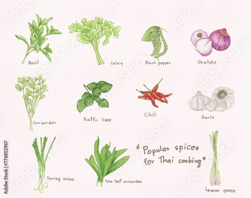 Hand drawn illustrations on white paper about herbs and vegetables that are important ingredients in the cooking of Thailand. They are the fragrant spices that are unique to Thai food.
