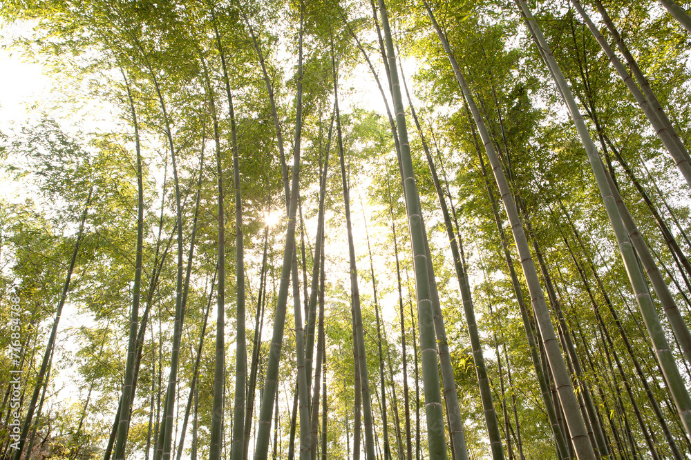 fresh bamboo forest