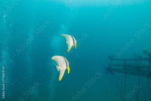 魚礁に集まる、大きく美しいツバメウオ（ツバメウオ属）の群れ。
下にダイバーたちも泳いでいる。

日本国静岡県伊東市、川奈港にて。
2023年6月18日撮影。
水中写真。

A school of large, beautiful Longfin Batfish, Platax teira  (genus Bartlett's swallows) gather on a fish reef.
Div photo