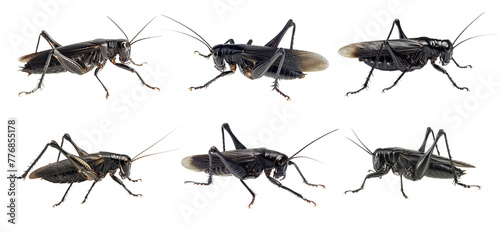Collection of crickets isolated on transparent  background. © paulmalaianu