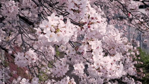 Sakura trees blooming in the parks and streets of Japan