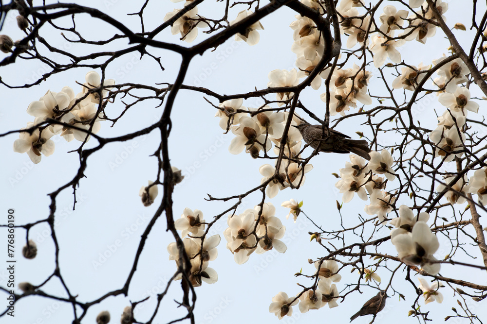 magnolia flowers and brown-eared bulbul magnolia flowers and brown-eared bulbul