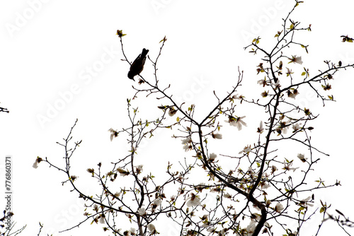 magnolia flowers and brown-eared bulbul