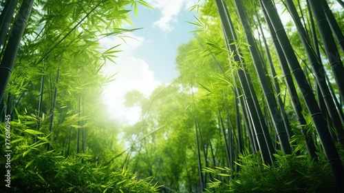 serene bamboo environment
