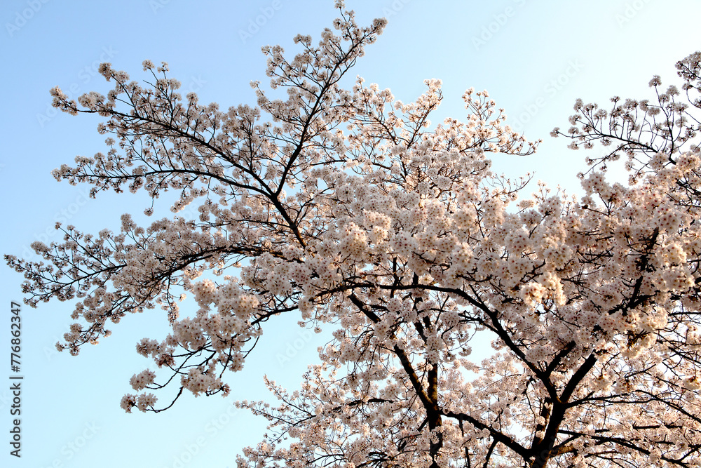 Gorgeous Cherry Blossoms