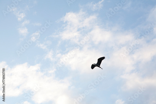 bird in flight