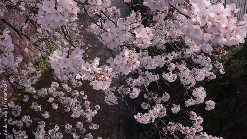 Sakura trees blooming in the parks and streets of Japan