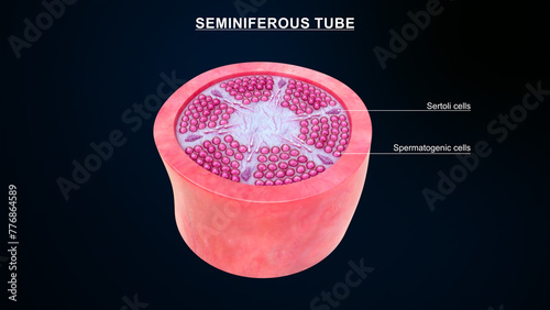 Over view of seminiferous tubules 3d illustration photo