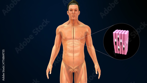 Striped muscles in abdominal muscles 3d illustrator photo