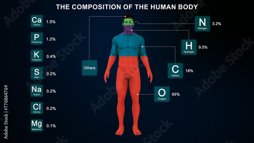 Compositions of the human body 3d illustration
