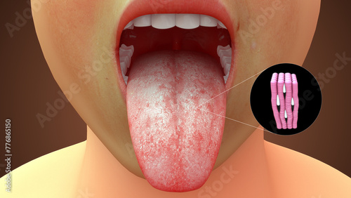 Tongue Striped muscles 3d illustration photo