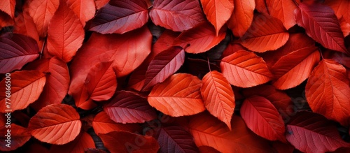 A detailed view of a cluster of vibrant red leaves attached to a textured surface of a wall