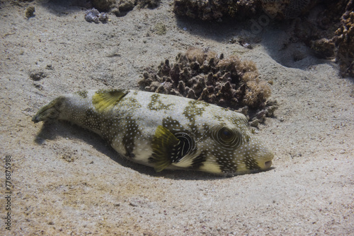 white spotted pufferfish lying in the sandy seabed