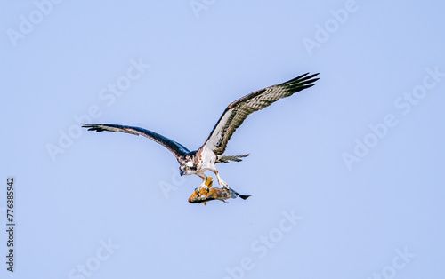 Osprey with fish photo