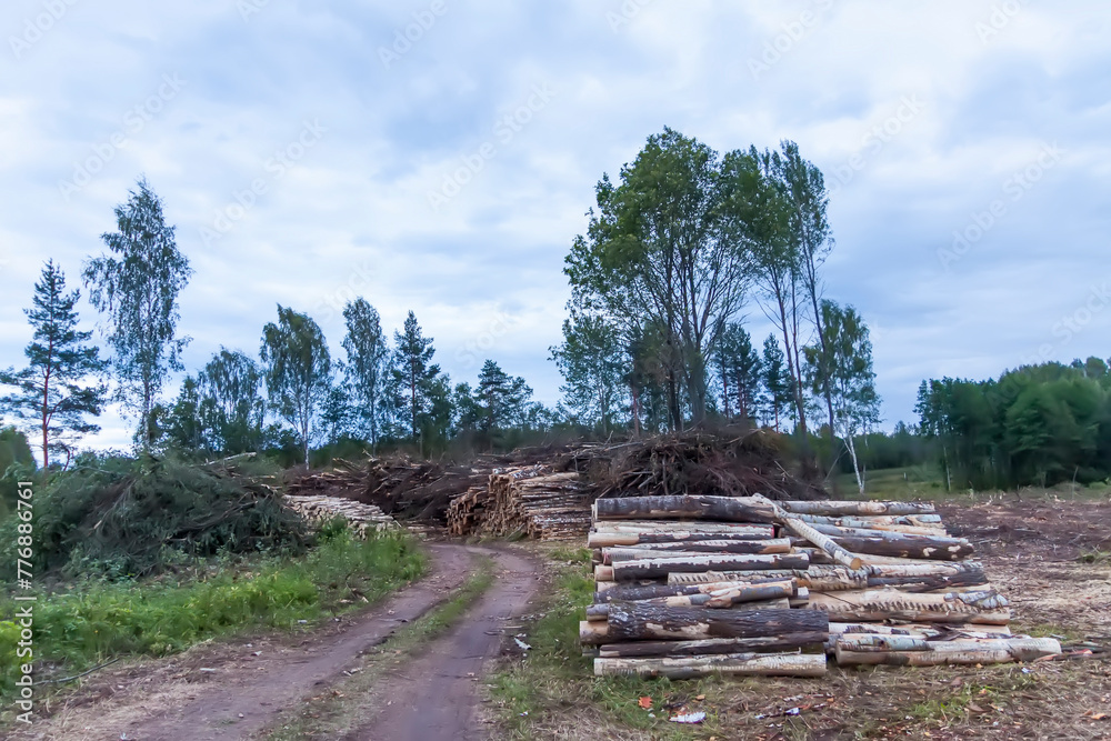 Stack of firewood in the forest. Preparation of firewood for winter season.