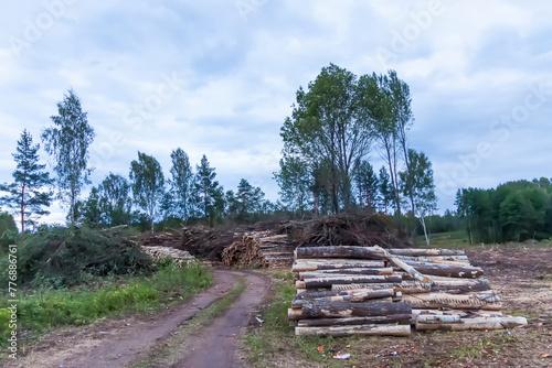 Fototapeta Naklejka Na Ścianę i Meble -  Stack of firewood in the forest. Preparation of firewood for winter season.