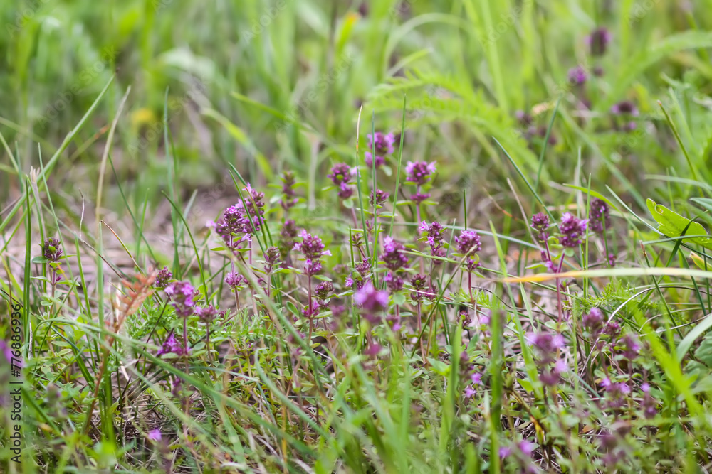 Thymus serpyllum, Breckland thyme, creeping thyme, or elfin thyme plants in flowering season. Natural herbal ingredients in a wild nature used in homeopathy and culinary. Thymus serpyllum, Breckland thyme, creeping thyme, or elfin thyme plants in flowering season. Natural herbal ingredients in a wild nature used in homeopathy and culinary.