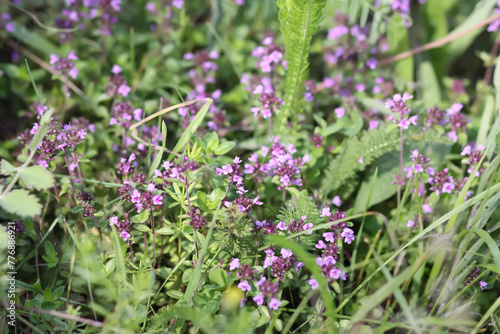 Thymus serpyllum, Breckland thyme, creeping thyme, or elfin thyme plants in flowering season. Natural herbal ingredients in a wild nature used in homeopathy and culinary.