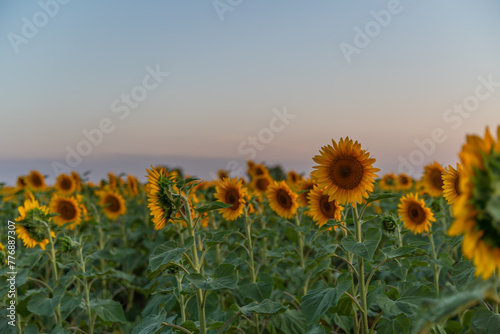 Field sunflowers in the warm light of the setting sun. Summer time. Concept agriculture oil production growing.