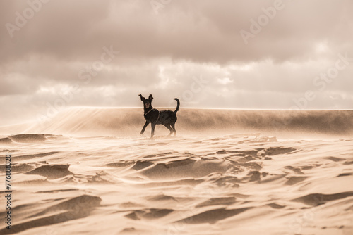Dog running in a sand desert. © Trygve