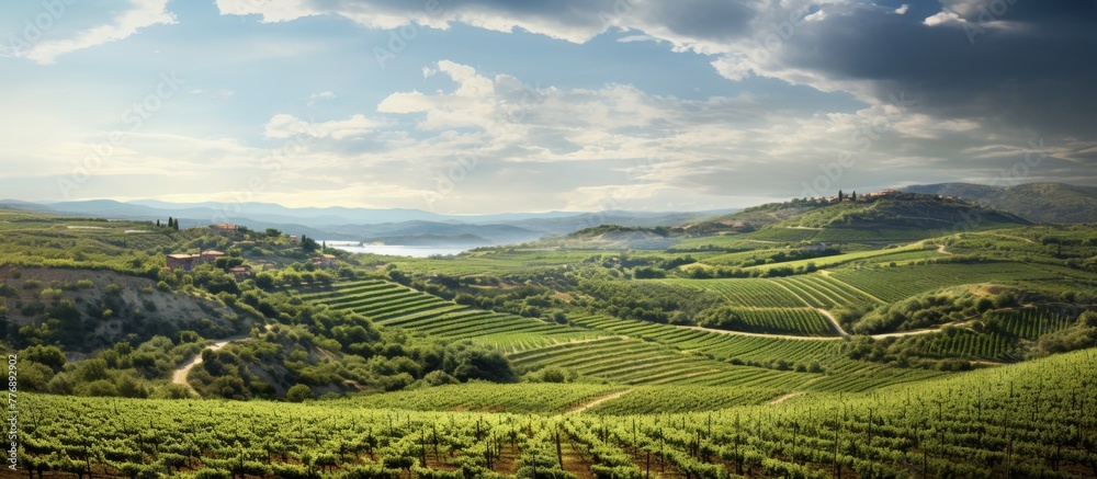 A scenic view of a vineyard with rows of grapevines stretching under a beautiful sky in the background
