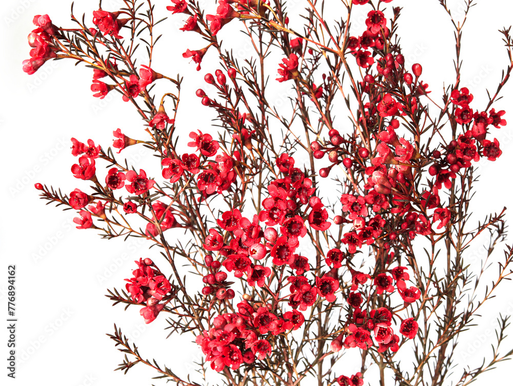 A bouquet of red flowers on a white background A bouquet of red flowers on a white background