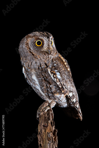 scops owl perched on a log at night