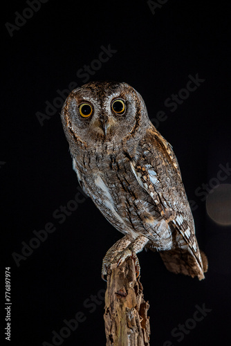 scops owl perched on a log at night