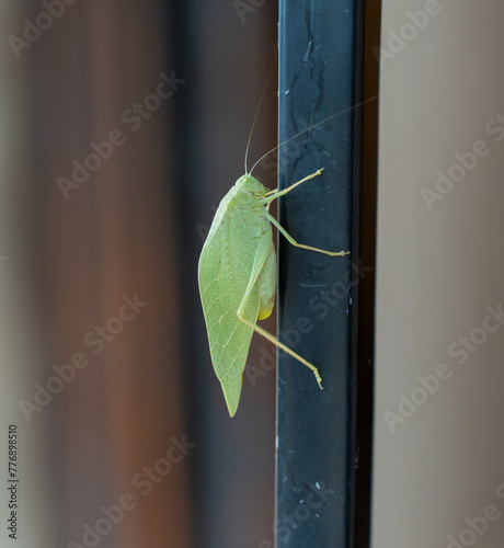 Green insect 