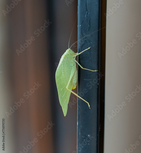 Green insect  photo