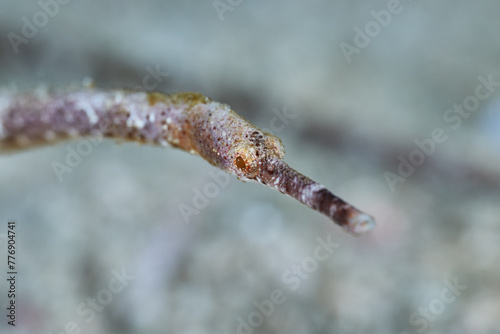 Doryichthys Syngnathinae pipefish macro portrait photo