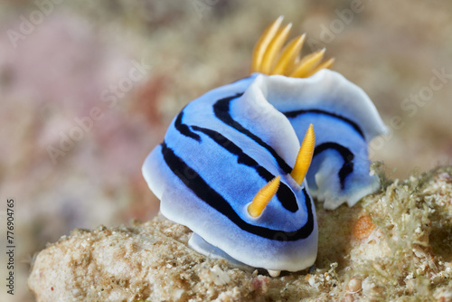Chromodoris annae Anna's magnificent sea slug nudibranch photo