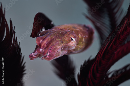 Sepiola cuttlefish cutties marine mollusc macro portrait