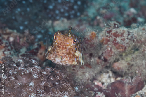 Lactoria diaphana boxfish macro portrait photo