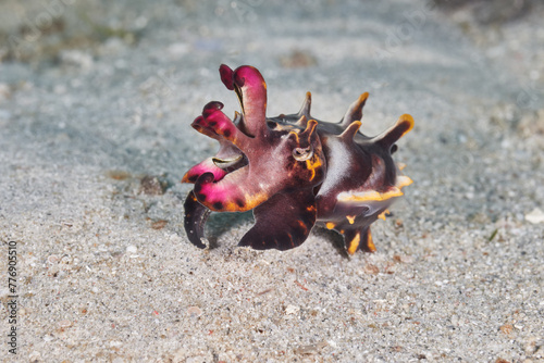 Metasepia pfefferi flamboyant cuttlefish in ocean