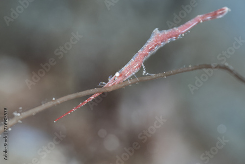 Ocellated Tozeuma lanceolatum shrimp macro portrait photo