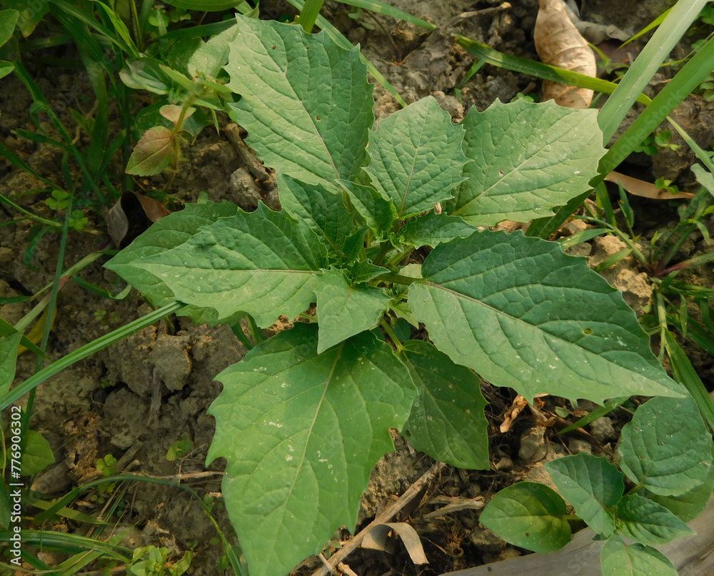 Obraz premium Solanum Nigrum plant indian macoy plant outdoor activities natural beauty photography India