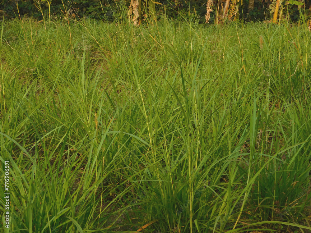 Fototapeta premium green grass in the wind 