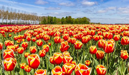 Red and yellow tulips blooming in the field