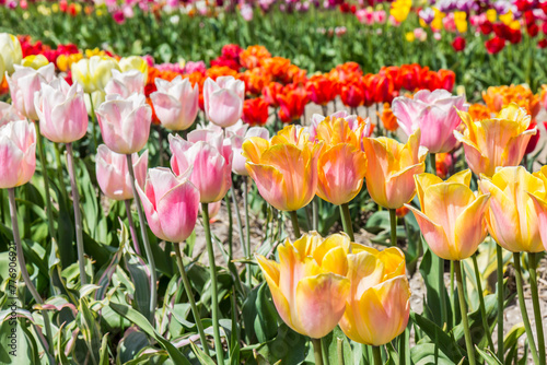 Yellow and pink tulips in a flowerbed
