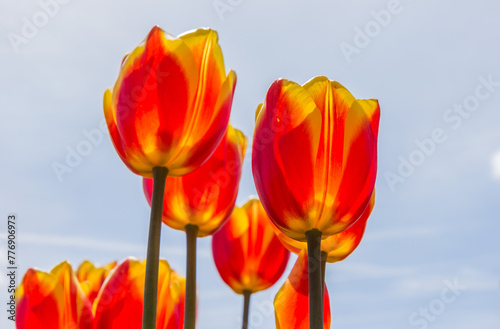 Vibrant yellow and red tulips in the spring