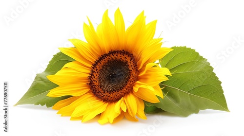 Sunflower Symbolizing Antioxidant Properties of Vitamin E