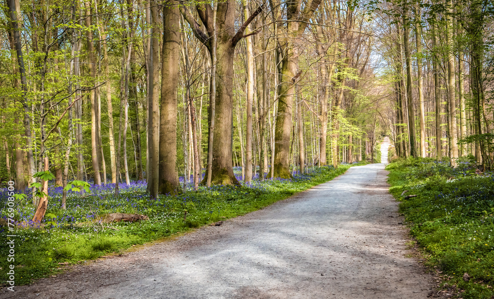 Fototapeta premium Path through flowering bluebells forest, Hallerbos Belgium.
