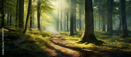 A serene dirt path winds through a lush forest, with rays of sunlight peeking through the dense canopy of trees