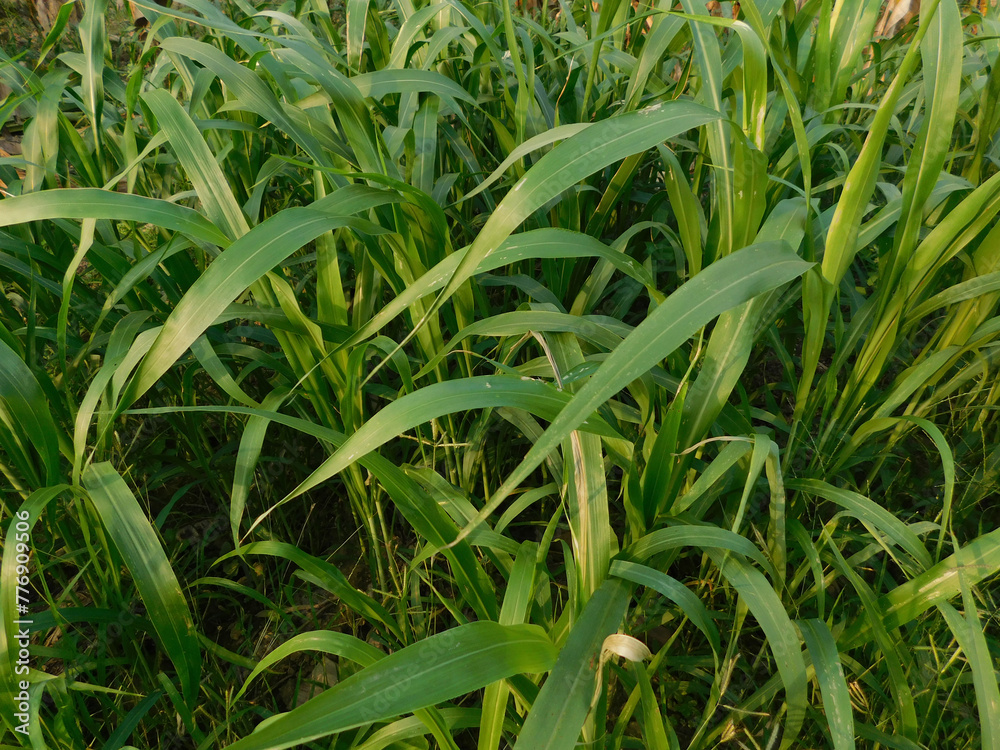 Obraz premium green grass in the wind 