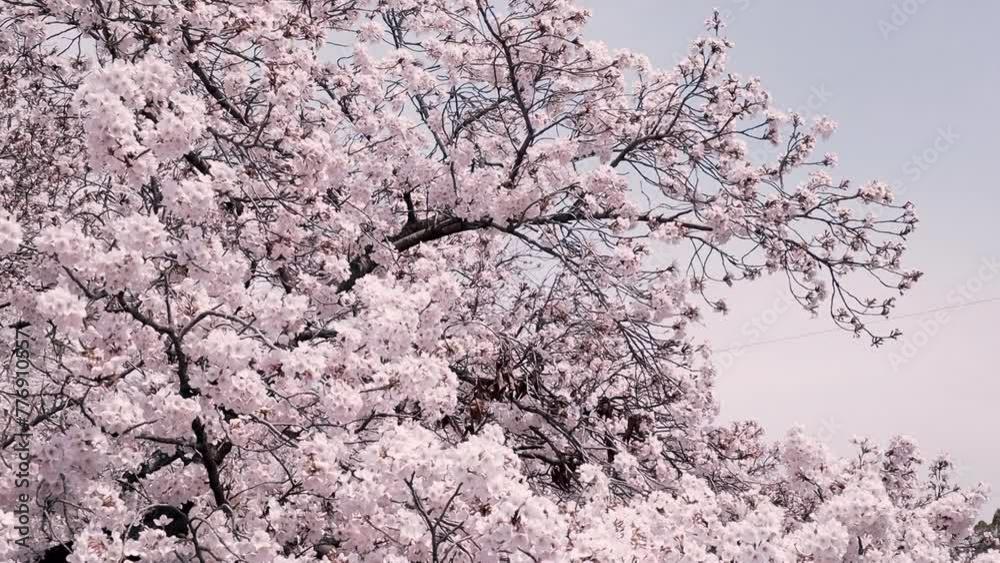 Sakura trees blooming in the parks and streets of Japan Sakura trees blooming in the parks and streets of Japan